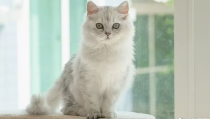 宠物猫,品种多样，陪伴温馨，揭秘养宠生活点滴